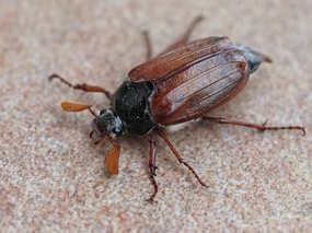 趴在地面上的臭虫图片